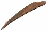 Fossil Shark (Hybodus) Dorsal Spine - Kem Kem Beds, Morocco #353144-1